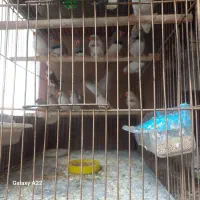 فنچ زبرا در رنگهای مختلف|پرنده|بابل, |دیوار