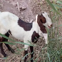 بز پاکستانی|حیوانات مزرعه|برازجان, |دیوار