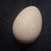 15 عدد تخم بوقلمون نطفه دار.