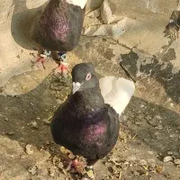 اشعل|پرنده|باوی, |دیوار