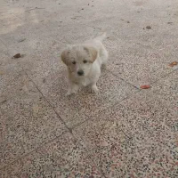 توله سگ شیتزو ، قیمت مناسب