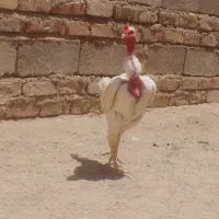 خروس جوان