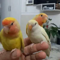 طوطی زرد چنارن گم شده