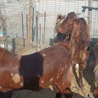 بره وبزغاله چاق و چله|حیوانات مزرعه|زاهدان, |دیوار