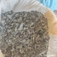 کود کبوتر