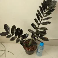 زاموفیلیا سوپر بلک|گل و گیاه طبیعی|بیرجند, |دیوار