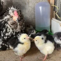 تخم مرغ گلین+جوجه گلین|حیوانات مزرعه|شهرکرد, |دیوار