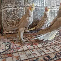 عروس هلندی سرلاکی