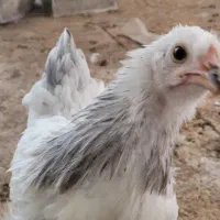 مرغ وخروس برهما لاری سلطان