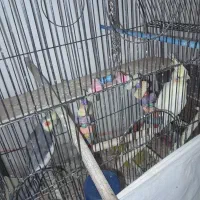 عروس هلندی
