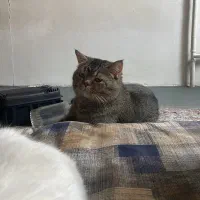 گربه های اسکاتیش بریتیش|گربه|ری, دولتآباد|دیوار