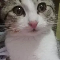 واگذاری بچه گربه ۵ ماهه