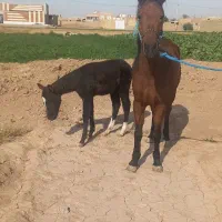 خرید و فروش اسب پالنی|اسب و تجهیزات اسبسواری|میبد, |دیوار