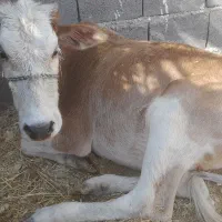 شنگو یک ساله و گوساله نر