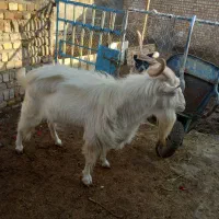 نر بز سانن اصل