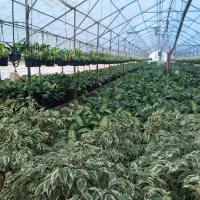 استخدام کارگر برای گلخانه متاهل