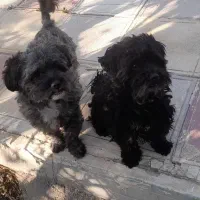 ۲عدد(سگ پاکوتاه)|سگ|کرج, کمالشهر|دیوار