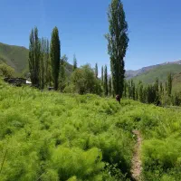زمین کشاورزی نزدیک به رودخانه و بافت در جاده چالوس