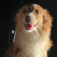 واگذاری ماده دو ساله اشپیتز گللد