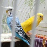 بازی