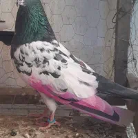 کبوتر تکپر|حیوانات|نگین شهر, |دیوار