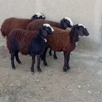 گوسفند زنده افشار