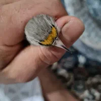 سهره فیروزکوه|پرنده|پاکدشت, حصار امیر|دیوار