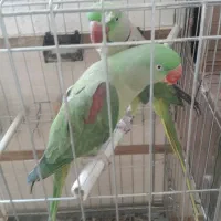 جفت مولد شاه طوطی رام ودستی|پرنده|قرچک, امین آباد|دیوار