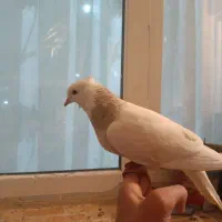 کفتر طوقی ماده|پرنده|فولادشهر, مسکن مهر فولادشهر|دیوار