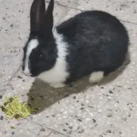خرگوش