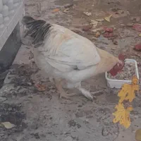 خروس برهما|حیوانات مزرعه|مشهد, باغ فراگرد|دیوار