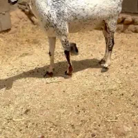 بز خانگی|حیوانات مزرعه|بردسکن, |دیوار