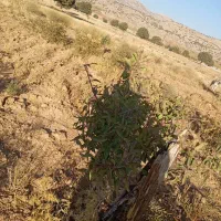 اجاره زمین|اجارهٔ دفتر صنعتی، کشاورزی، تجاری|همایجان, |دیوار