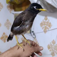 جوجه مینادستی معاوضه بادو جوجه قناری