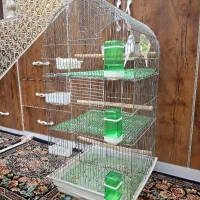 یک جفت مرغ عشق مولد با قفس بزرگ طبقه بندی شده|پرنده|آبادان, |دیوار