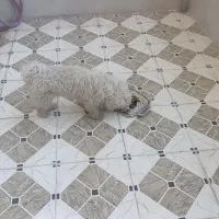 واگذاری  سگ خونگی