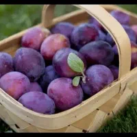 خ آلو تر و تازه