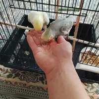 عروس هلندی|پرنده|تهران, آزادشهر|دیوار