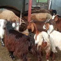 گوسفند و بره و بزغاله کشتاری داشتی در قره تپه|حیوانات مزرعه|گرگان, |دیوار