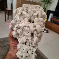 مرجان و صدف