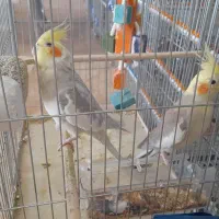 عروس هلندی