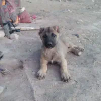 سگ سرابی