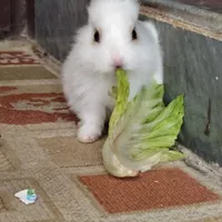 خرگوش