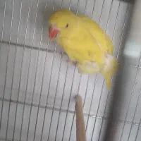 طوطی ملنگوزرد|پرنده|بیرجند, |دیوار