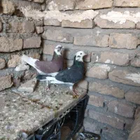 کبوتر|پرنده|گیان, |دیوار