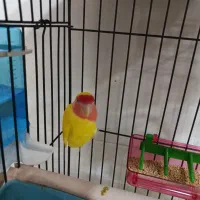 فروش طوطی برزیلی زیباوبازیگوش