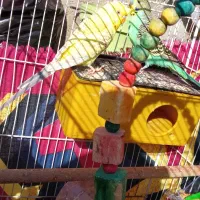 مرغ عشق کار و مامعله با لاری هم داریم