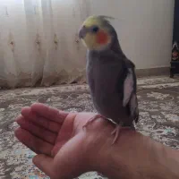 عروس هلندی سخنگو