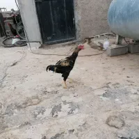 خروس لا ر ی|حیوانات مزرعه|شریفآباد, |دیوار