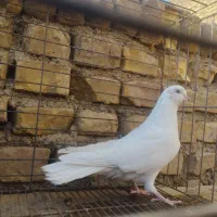 سیزده تا تا پرنده .|پرنده|اردکان, |دیوار